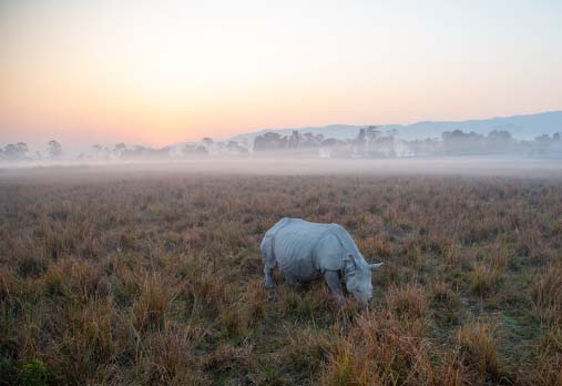 Kaziranga